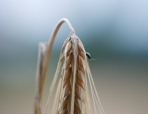 brown wheat thumbnail