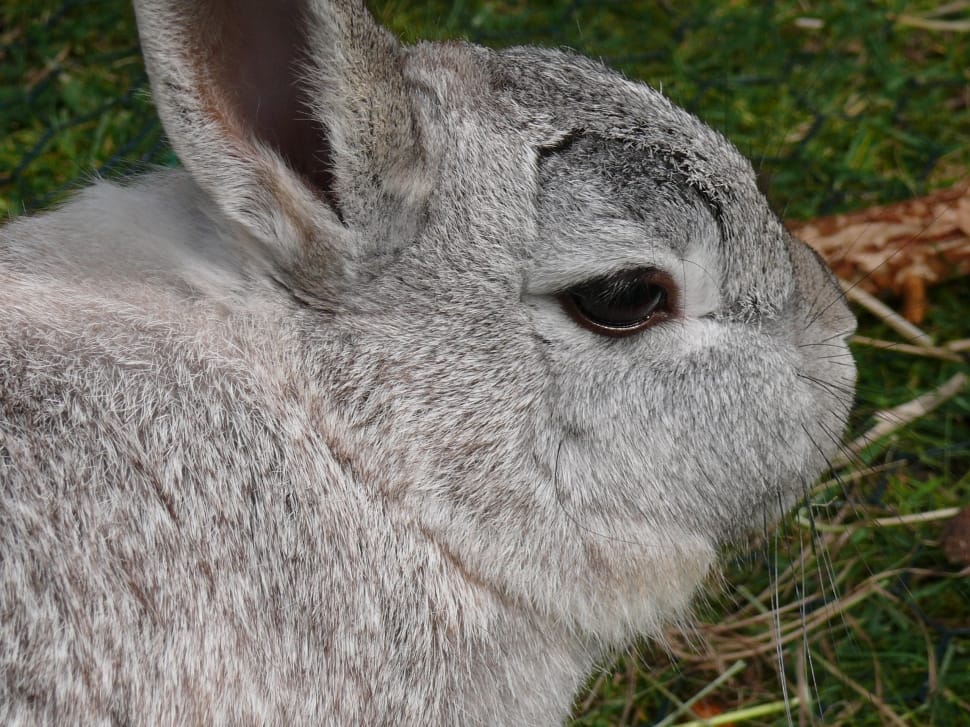 gray rabbit preview