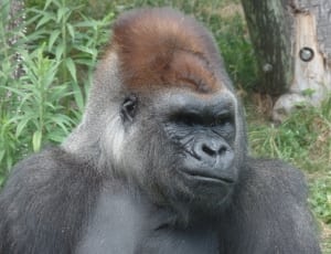 black gorilla thumbnail