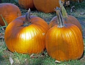 3 pumpkins thumbnail