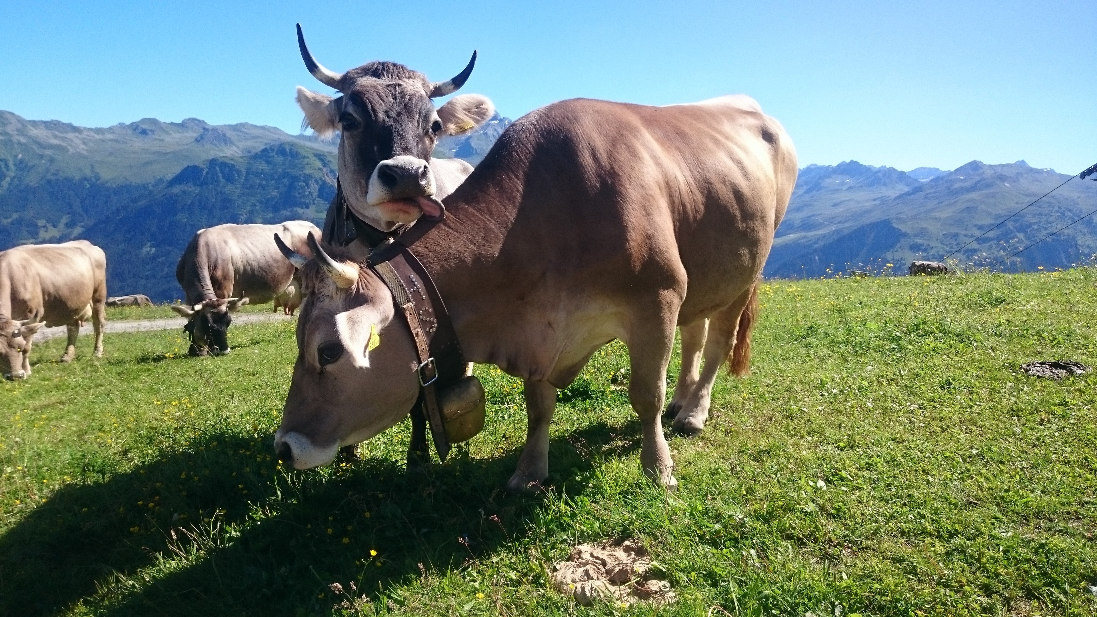 2 brown cow