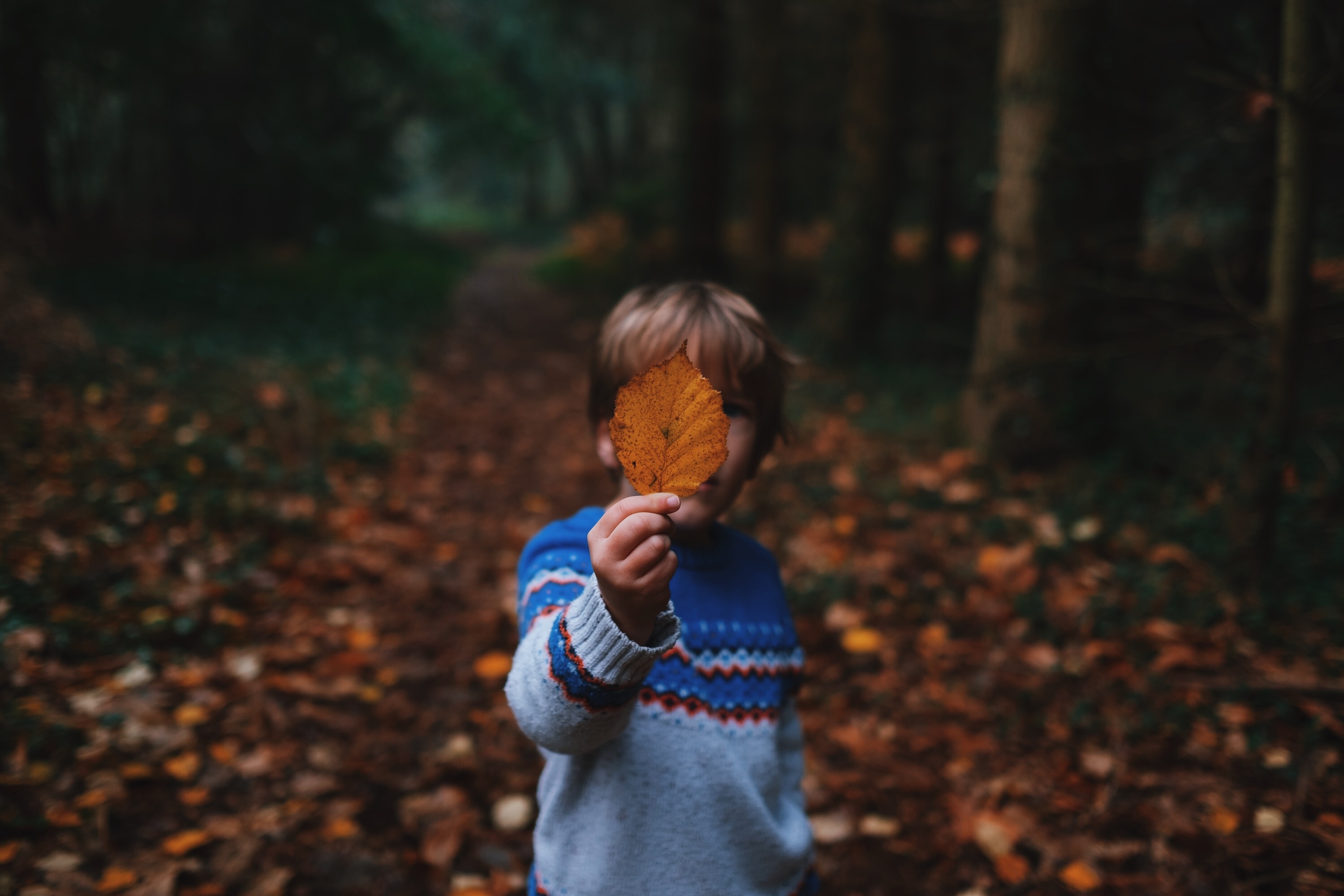 boy holding a brown leaf wearing blue knit sweater in forest