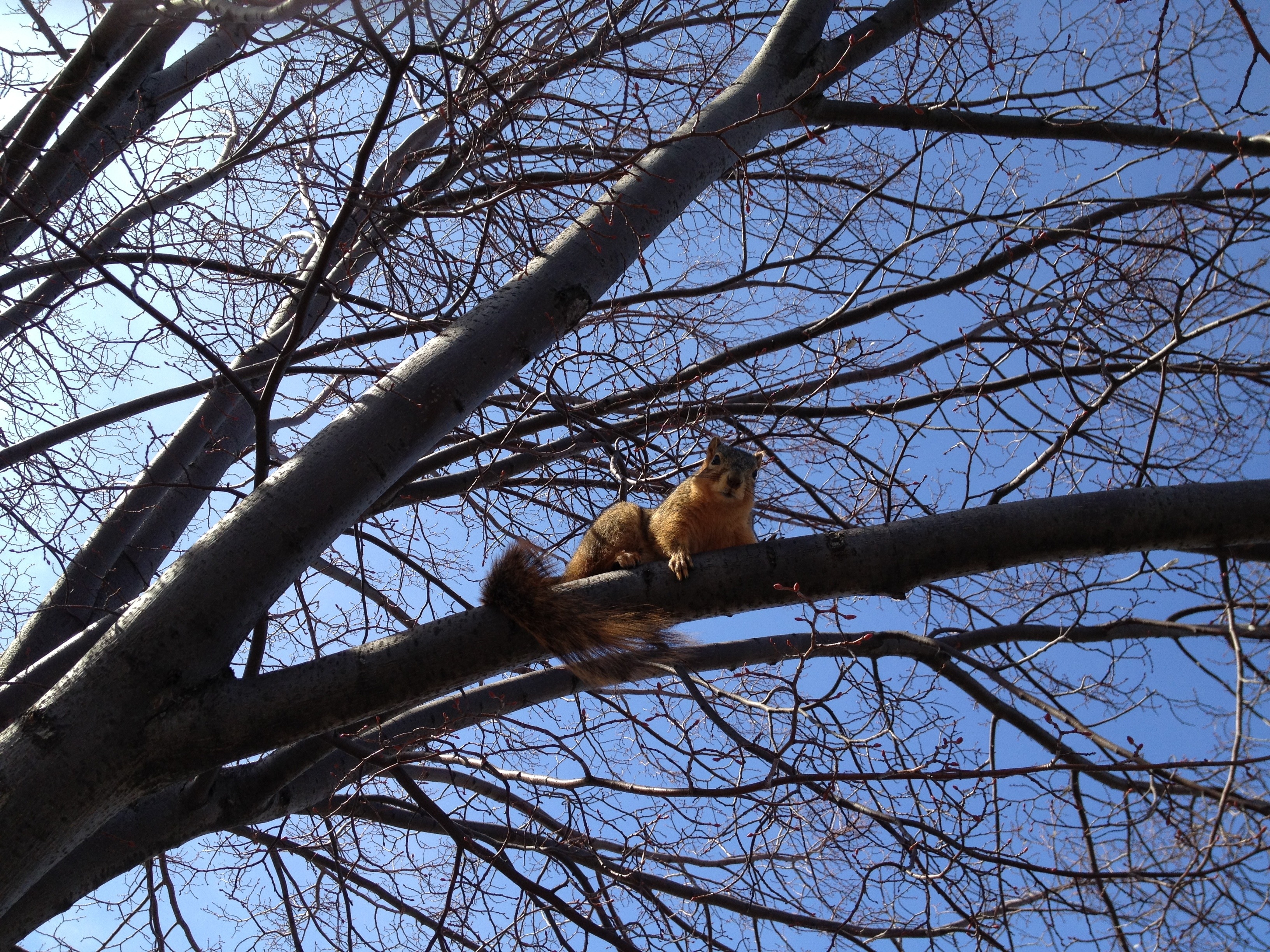 brown squirrel
