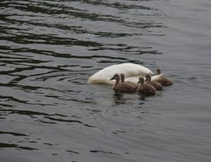 white swan and 5 ducks thumbnail