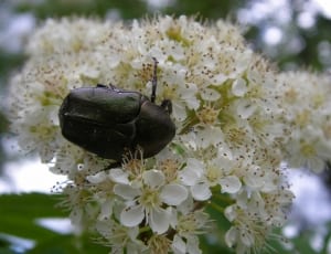 Beetle, White Blossom, Sittiäinen, ,  thumbnail