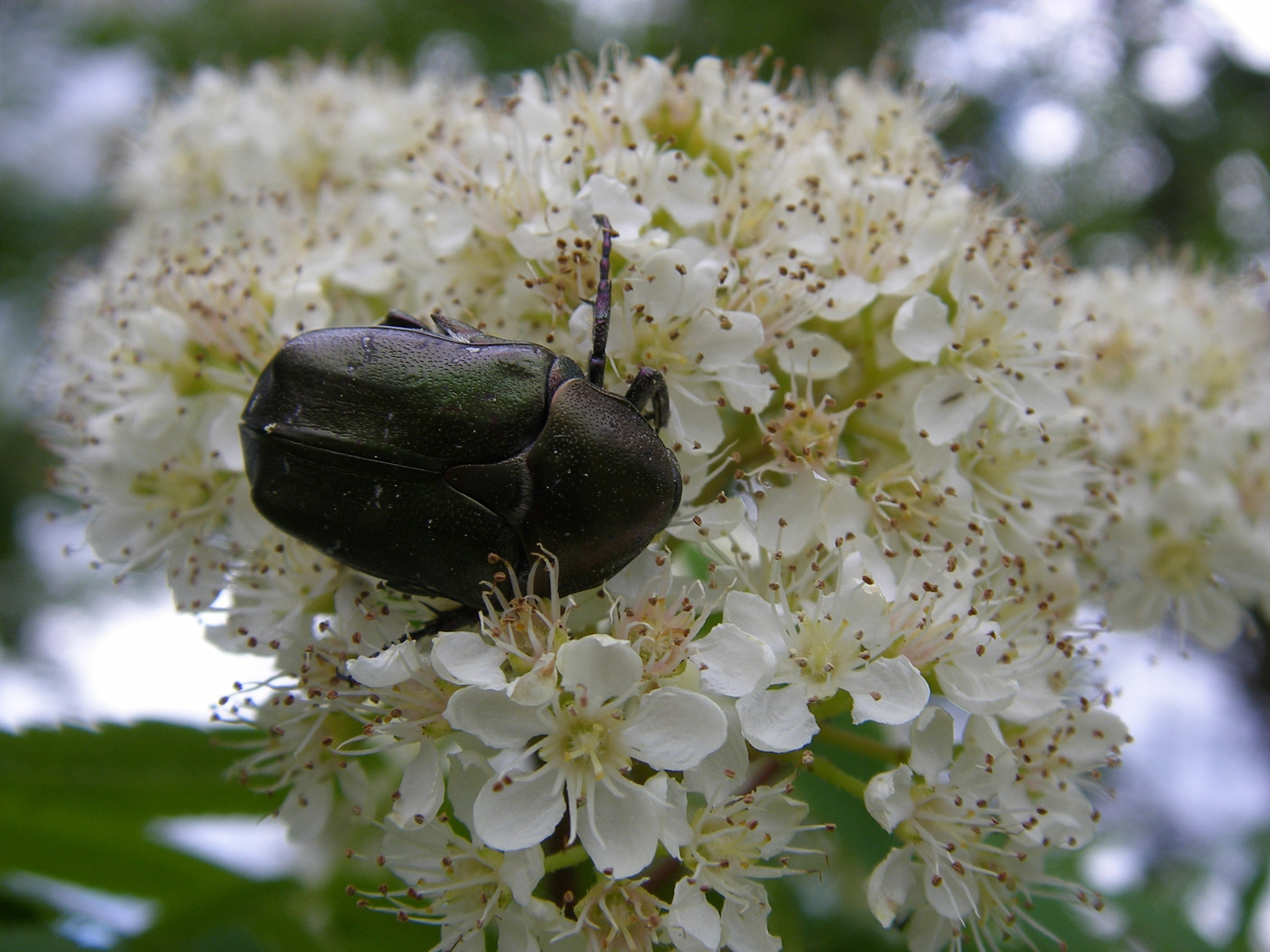 Beetle, White Blossom, Sittiäinen, , 