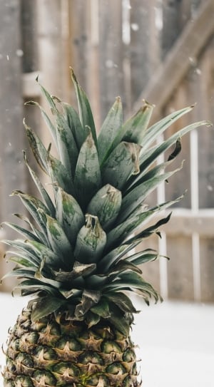 selectiv efocus photography of pineapple fruit thumbnail