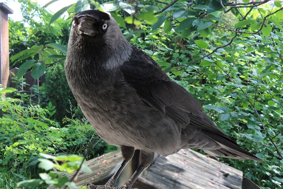 black raven bird preview