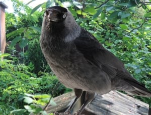 black raven bird thumbnail
