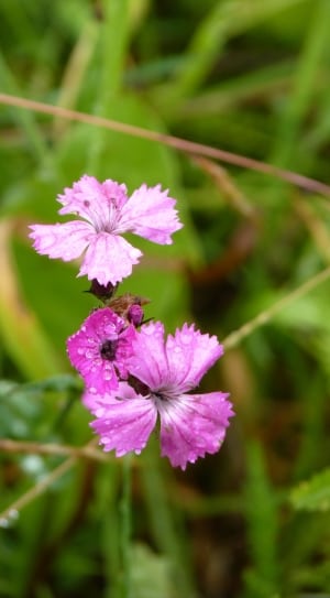 chine pink flower thumbnail