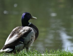 white brown and blue male mallard duck thumbnail