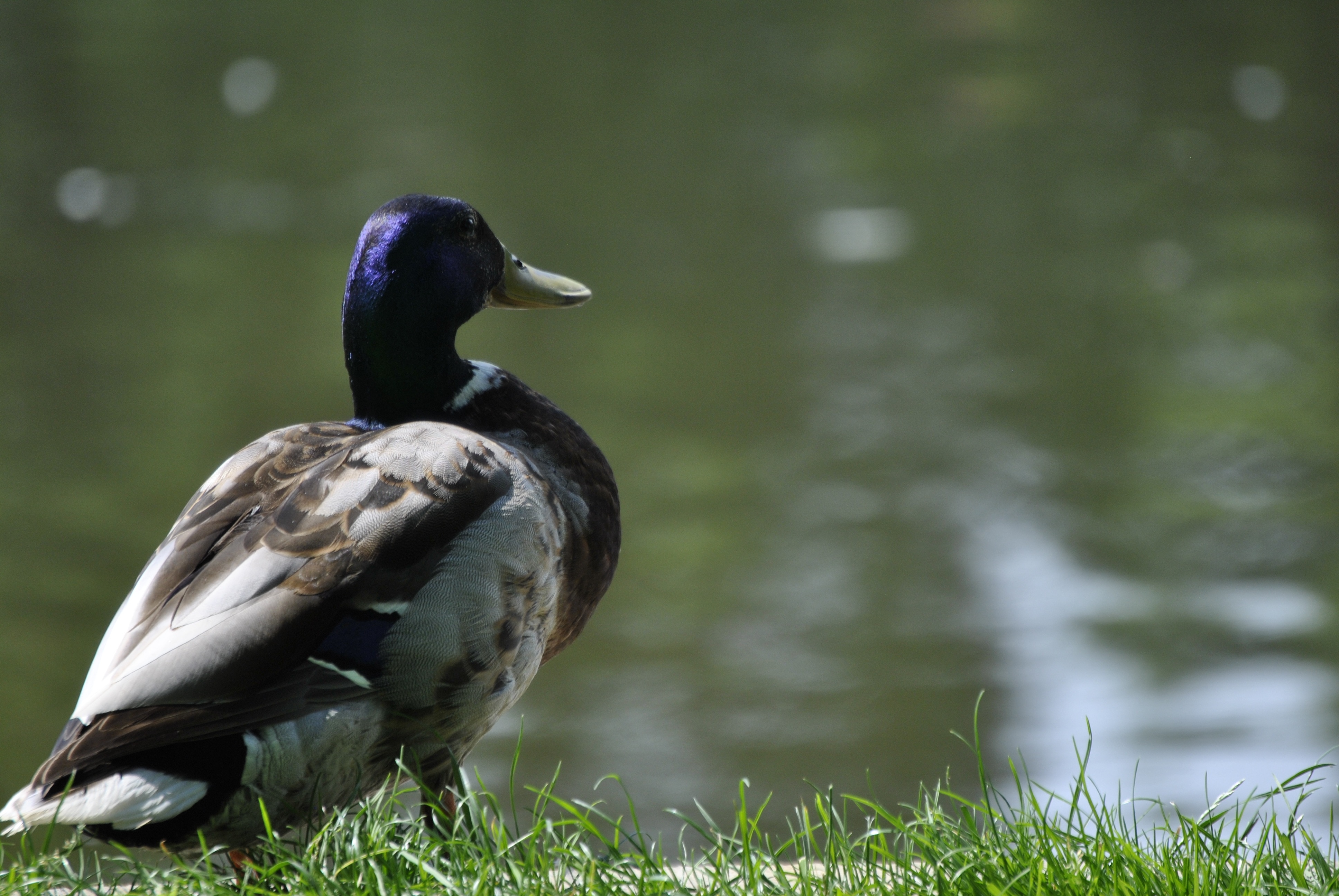 white brown and blue male mallard duck