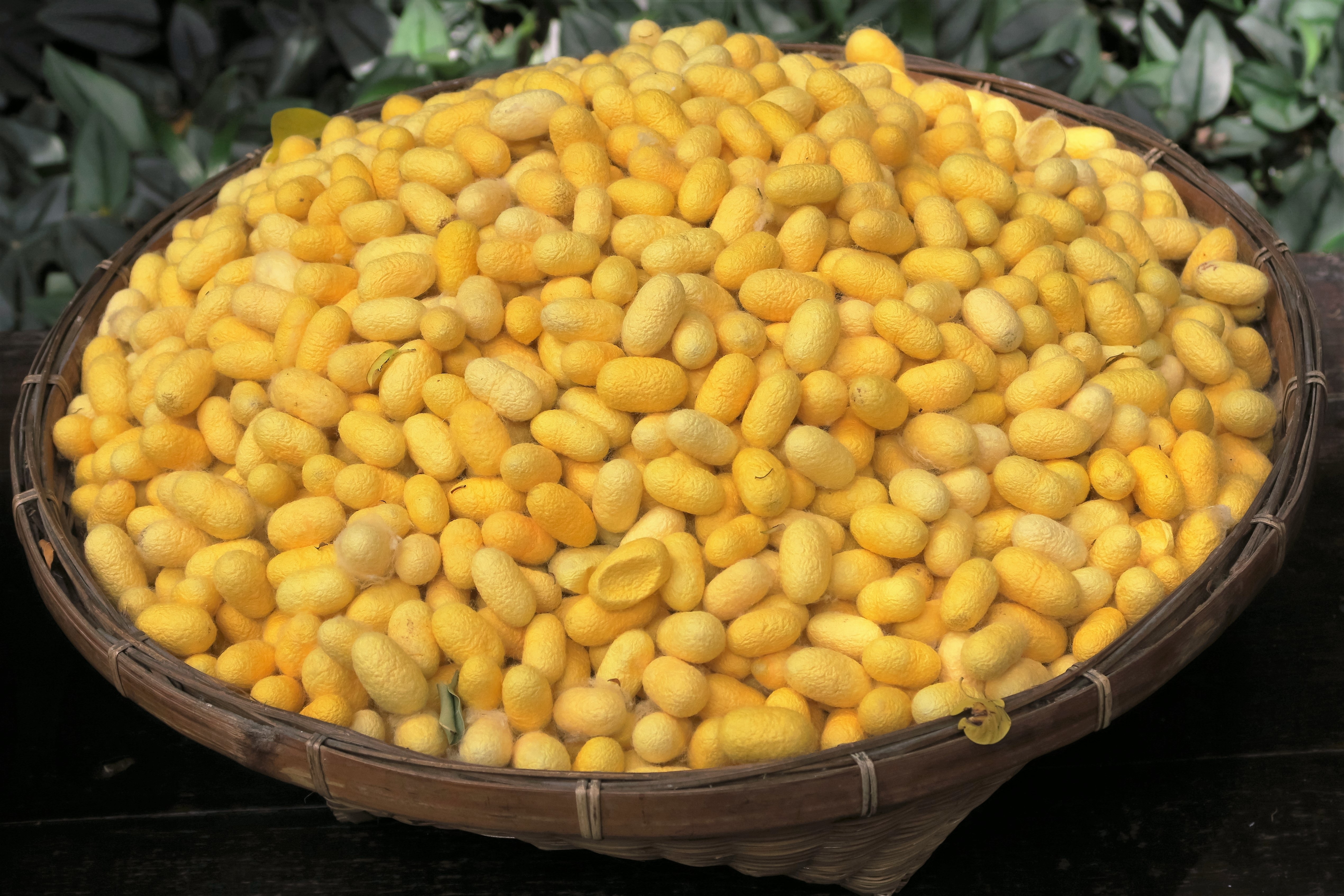 yellow small oval fruits