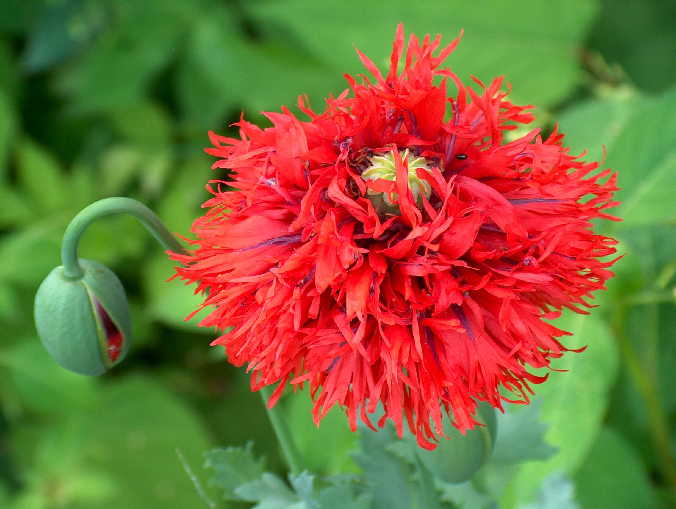 red multi petaled flower