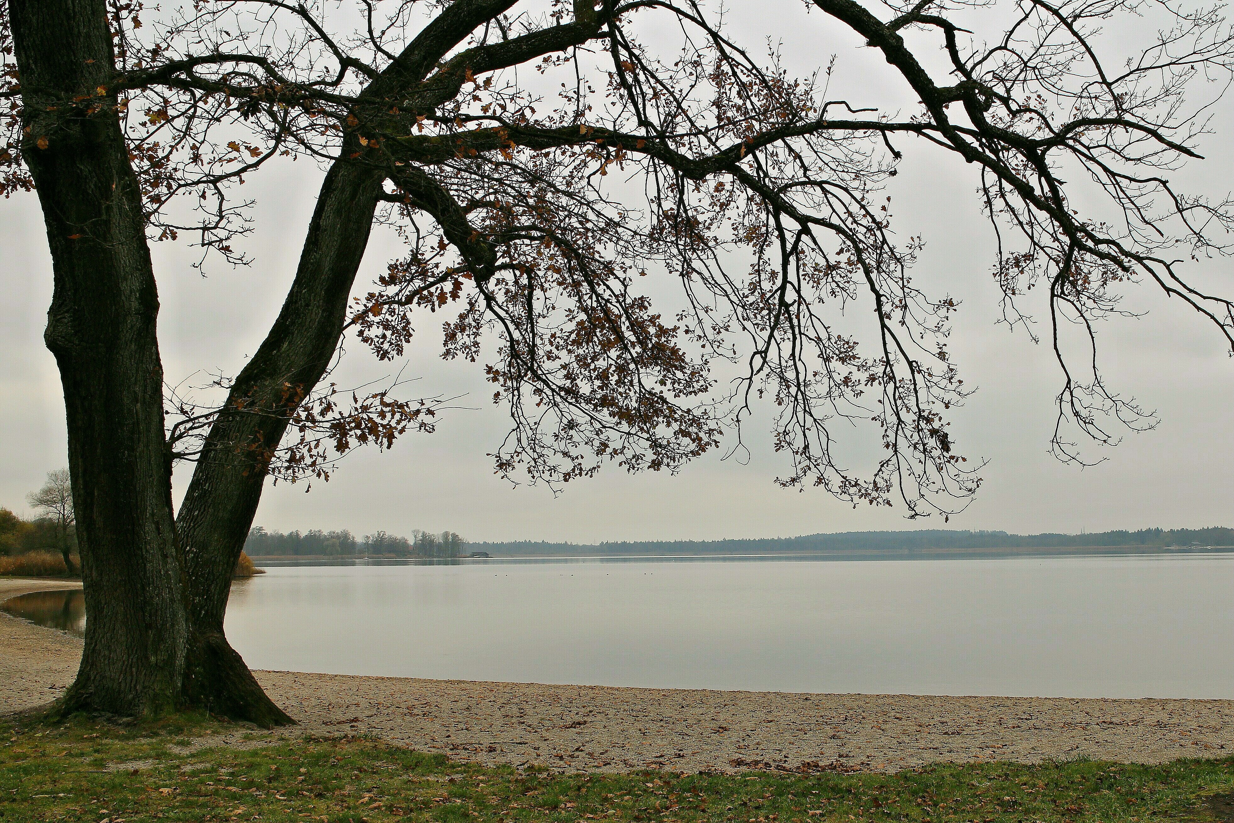 tree and lake