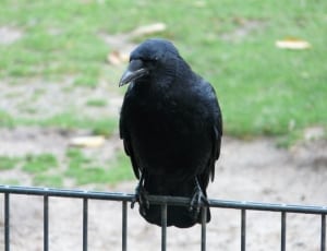 black raven thumbnail