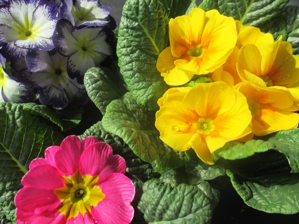 yellow pink and purple petaled flowers preview