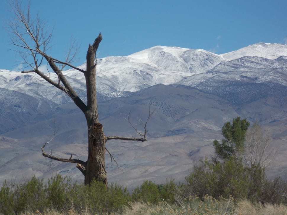 gray leafless tree and gray mountains preview