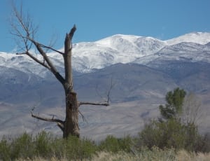gray leafless tree and gray mountains thumbnail