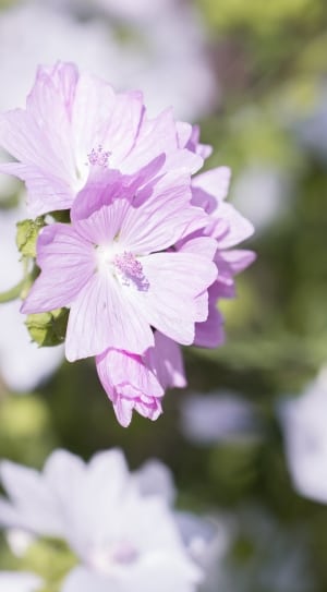 purple white petal flower thumbnail