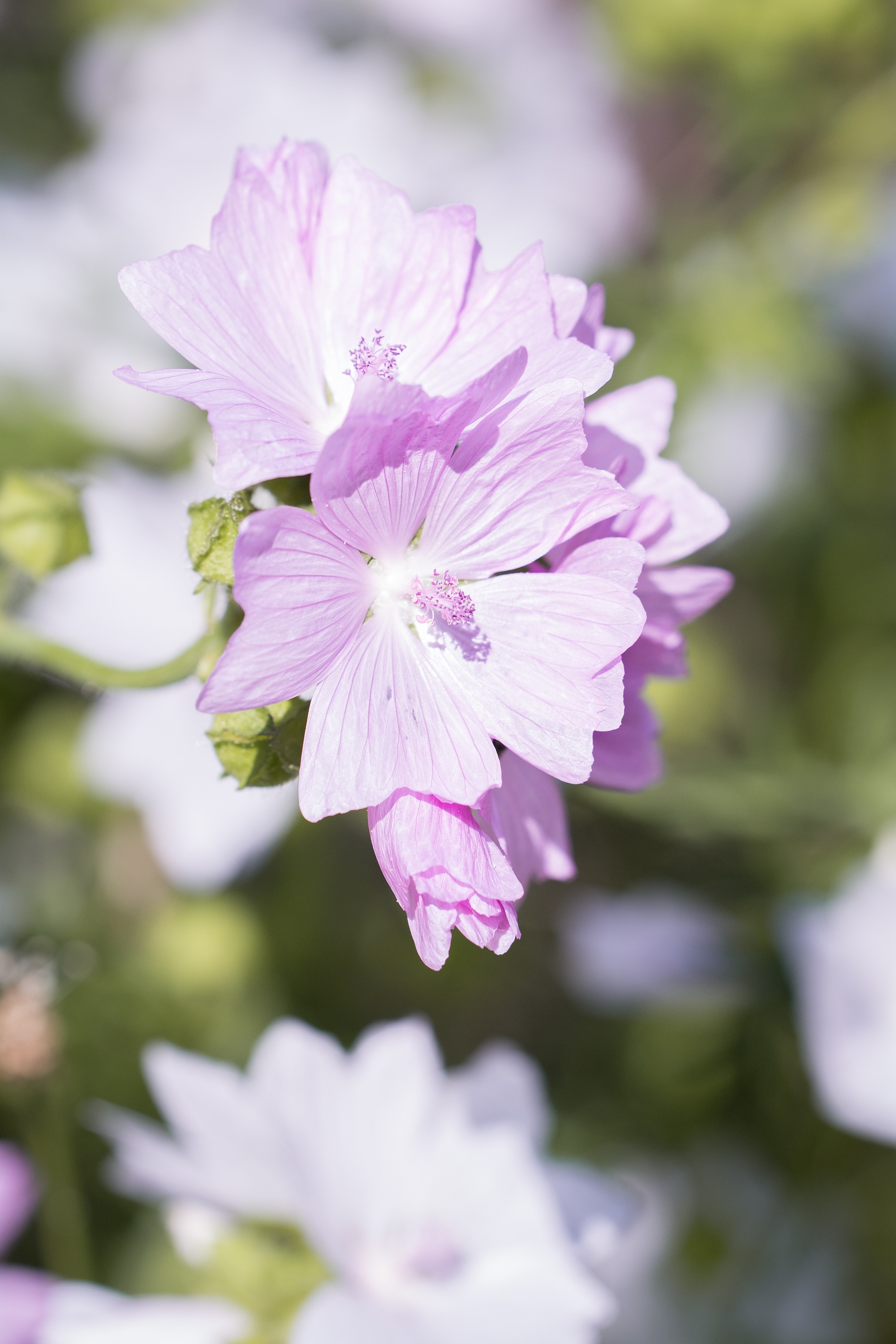 purple white petal flower