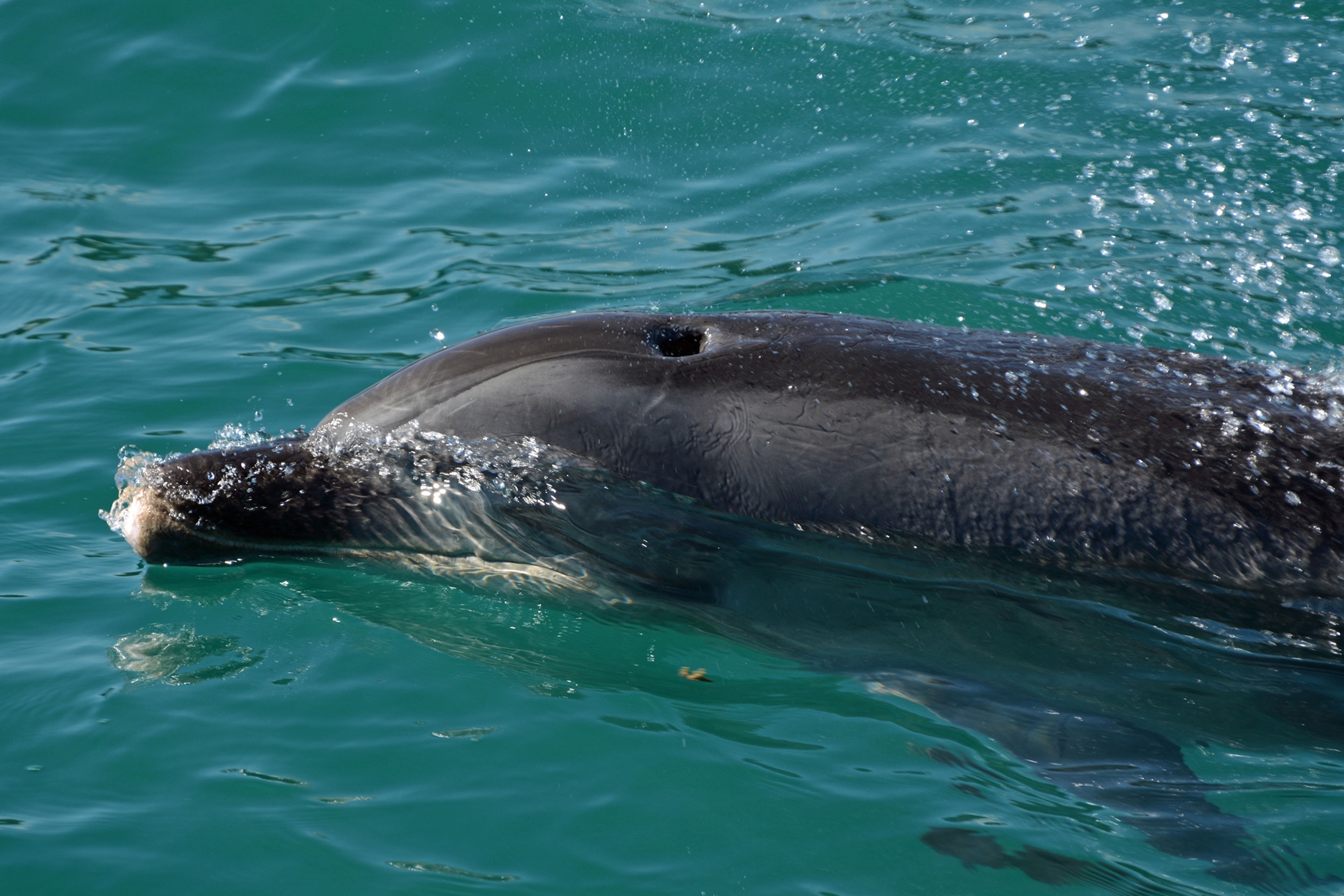 black dolphin
