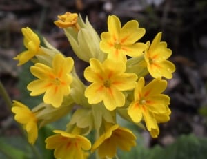 yellow primrose thumbnail