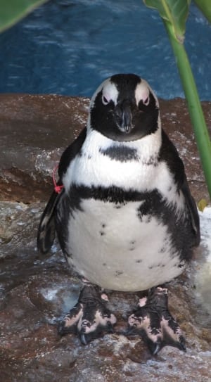 Penguin in closeup photography thumbnail