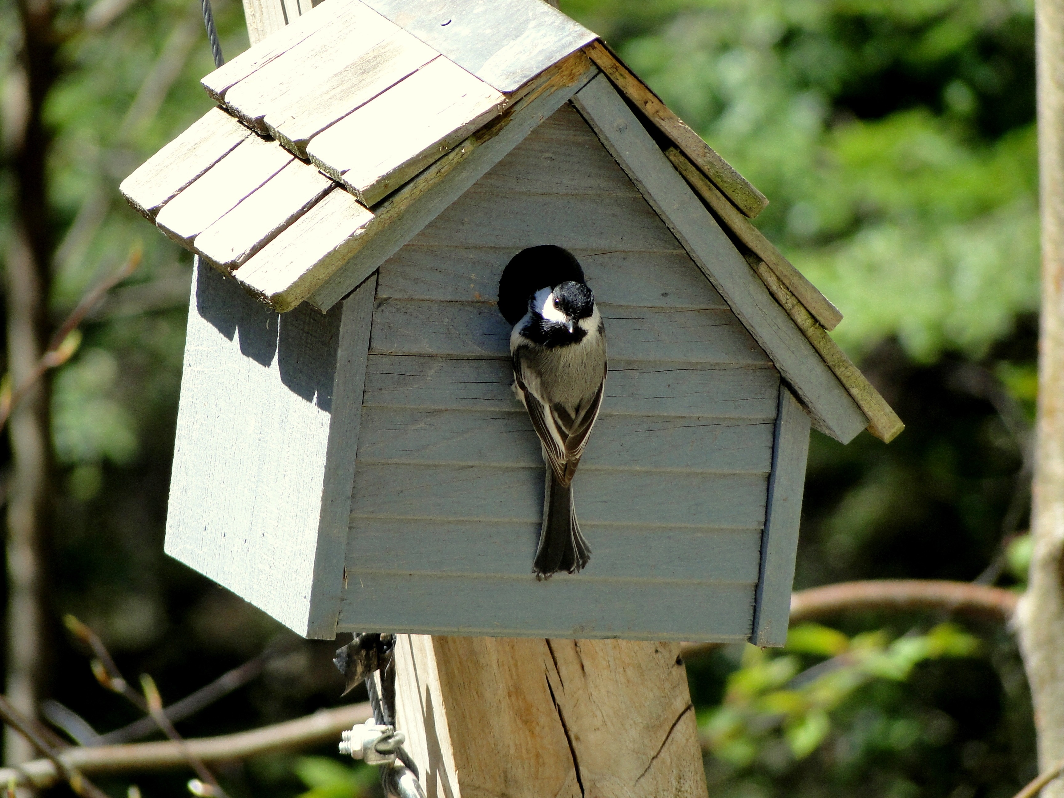 white wooden bird house