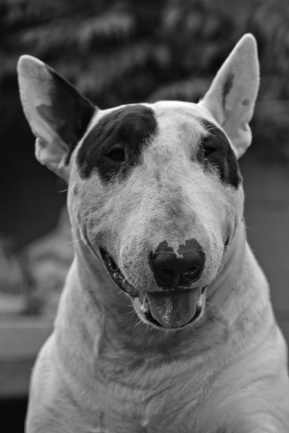grey scale photo of bull terrier preview