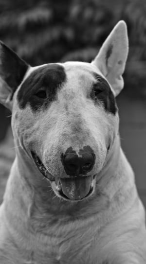 grey scale photo of bull terrier thumbnail