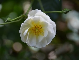 white clustered flower thumbnail