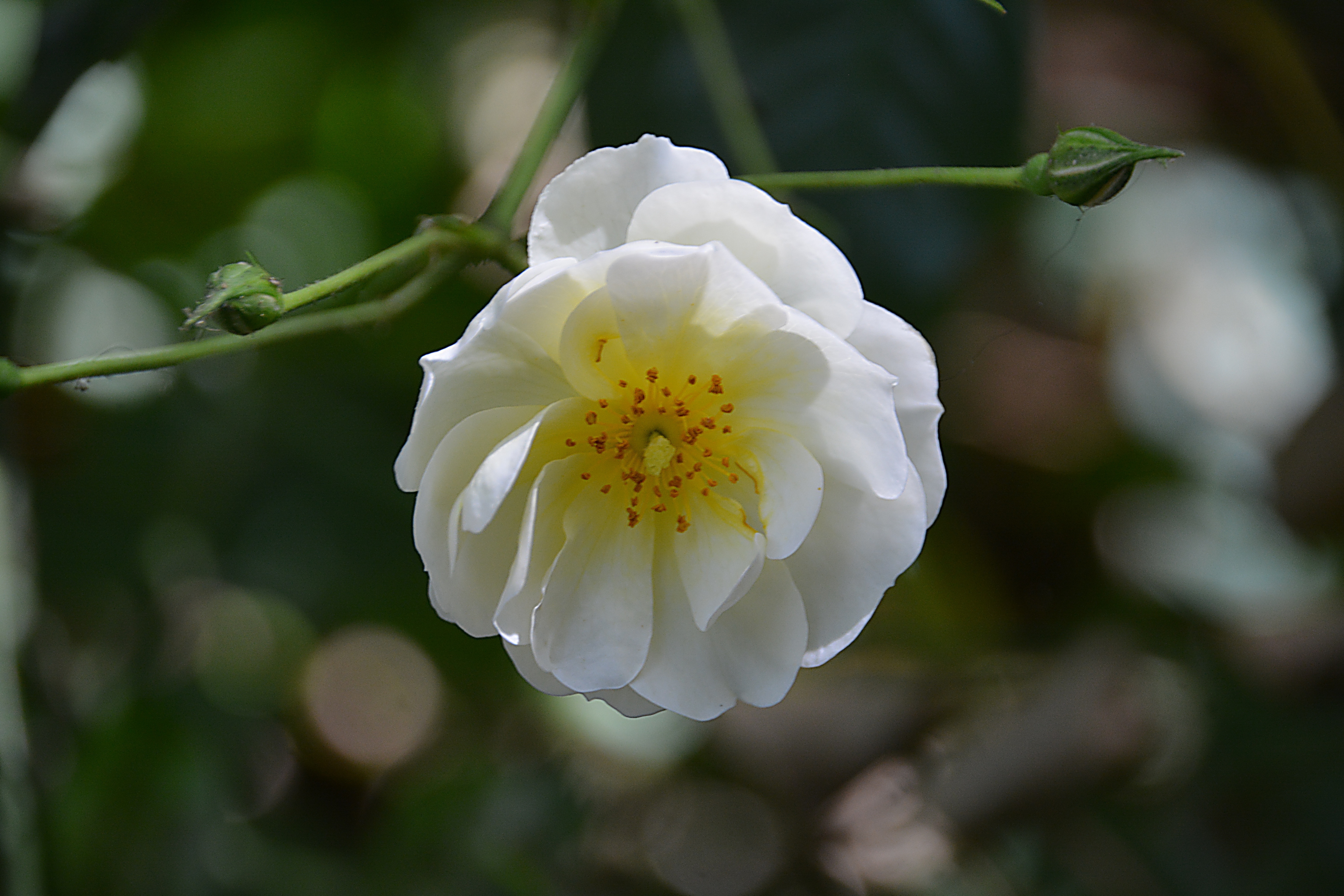 white clustered flower