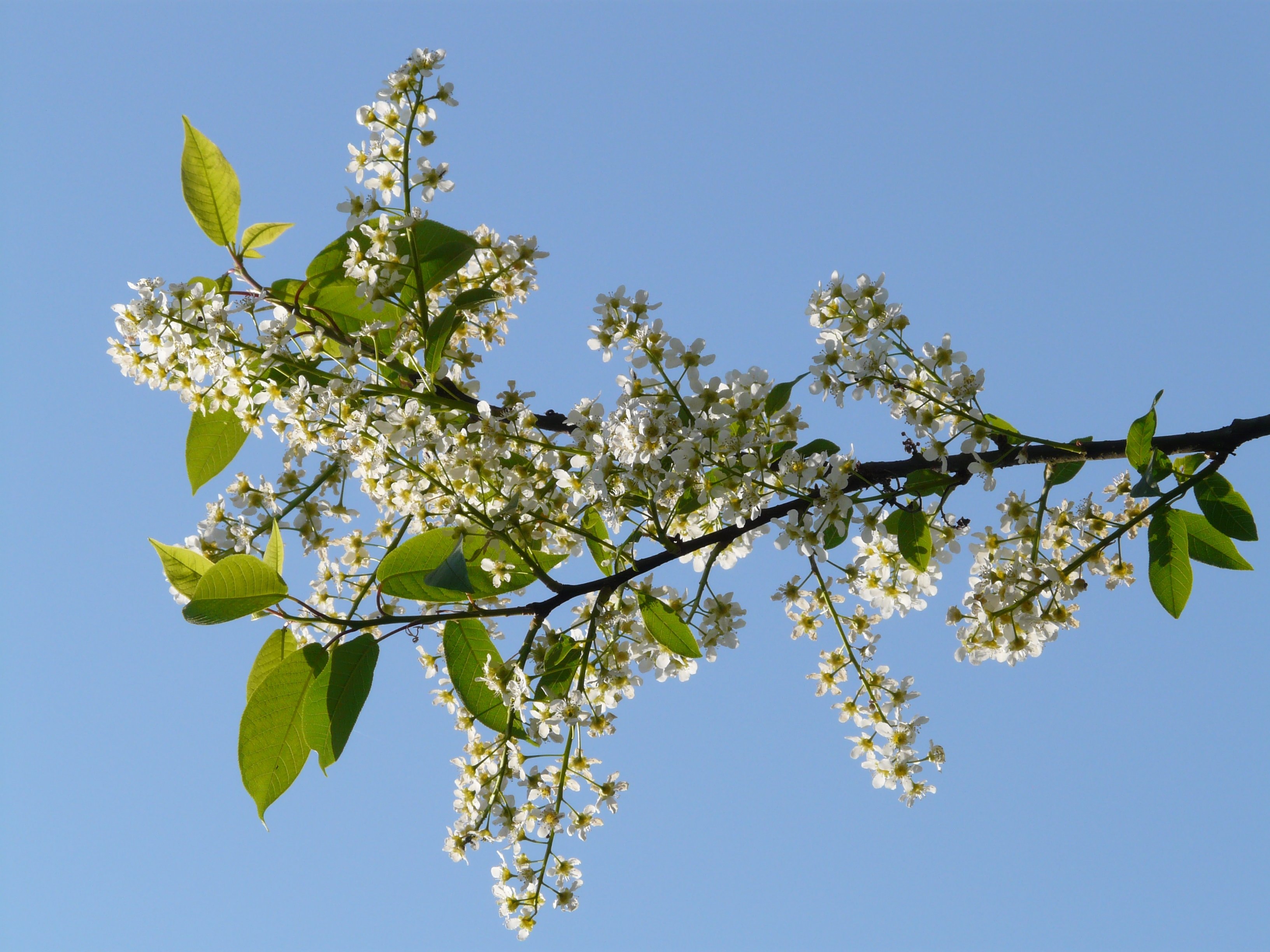 white cherry laurel