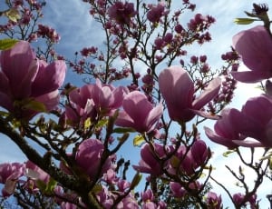 purple cherry blossom tree during daytime thumbnail