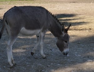 gray donkey thumbnail