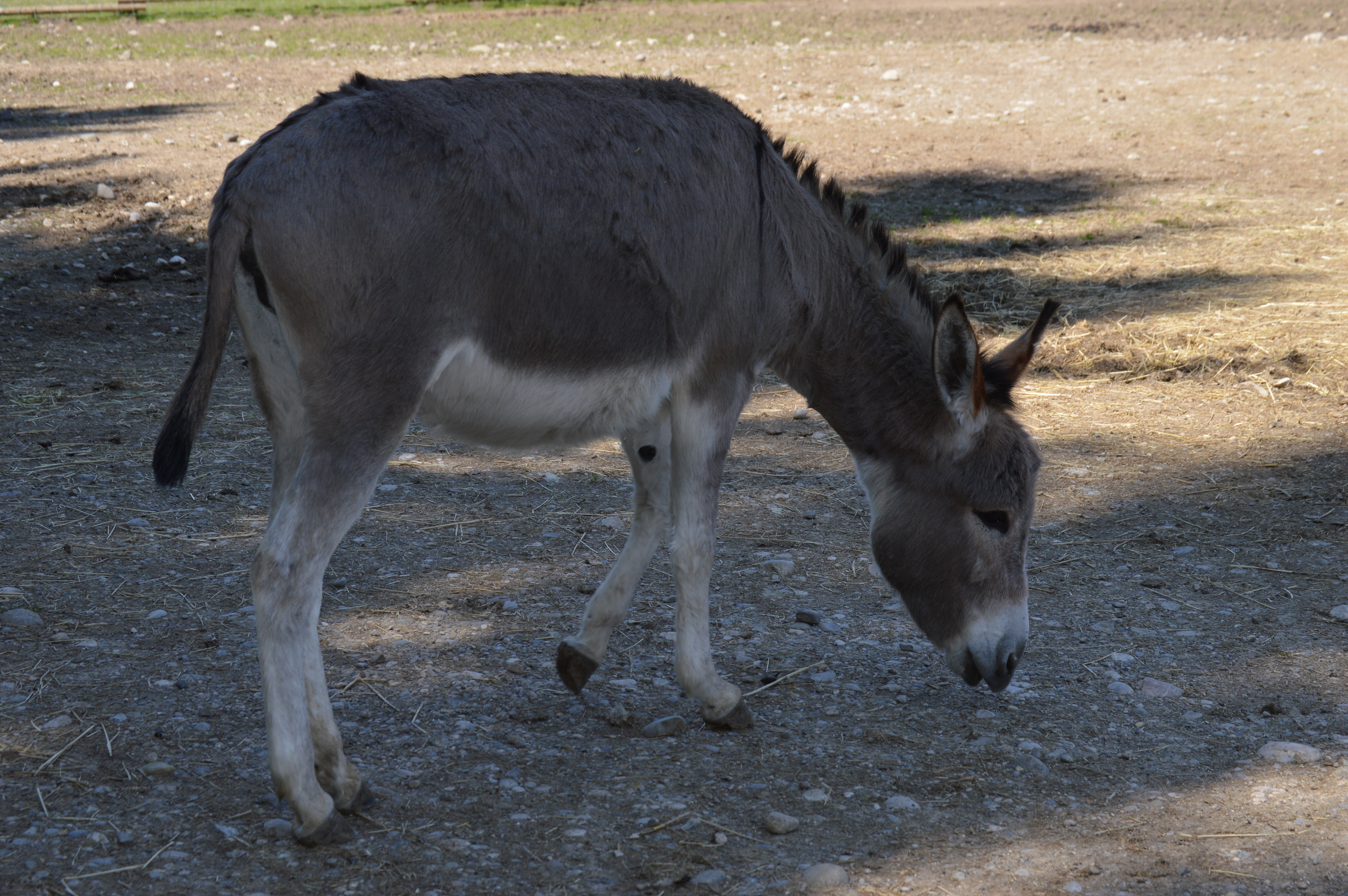 gray donkey