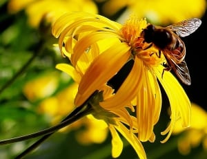 yellow petal flowers with honey bee thumbnail