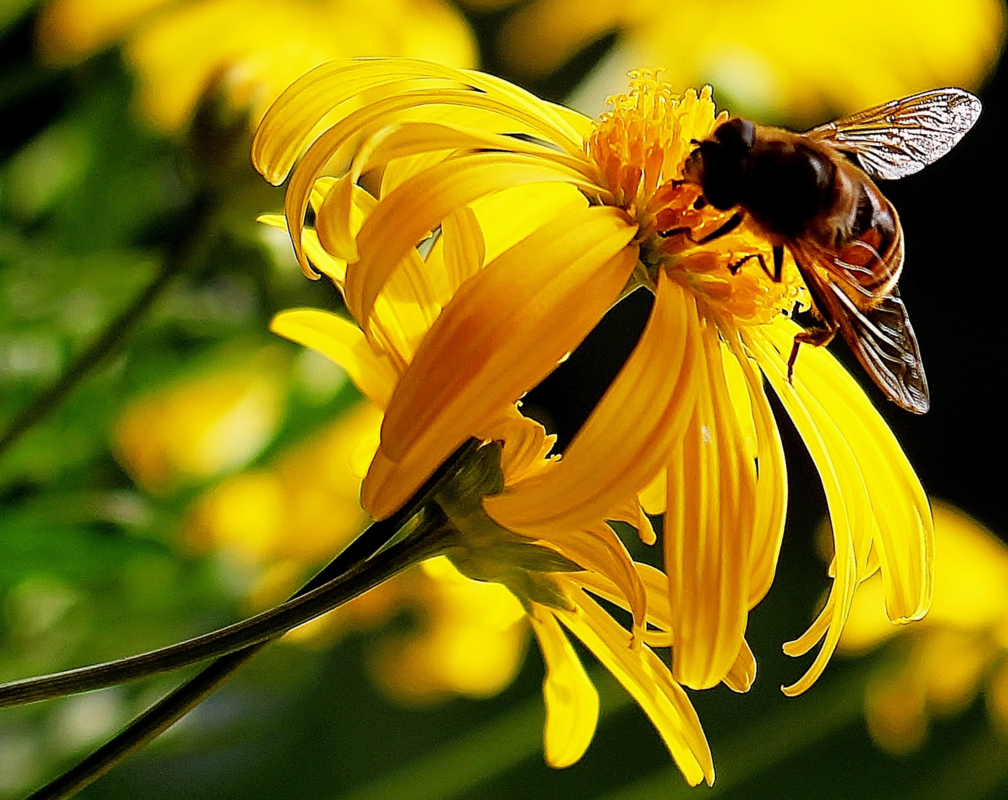 yellow petal flowers with honey bee