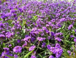 purple cluster flower thumbnail