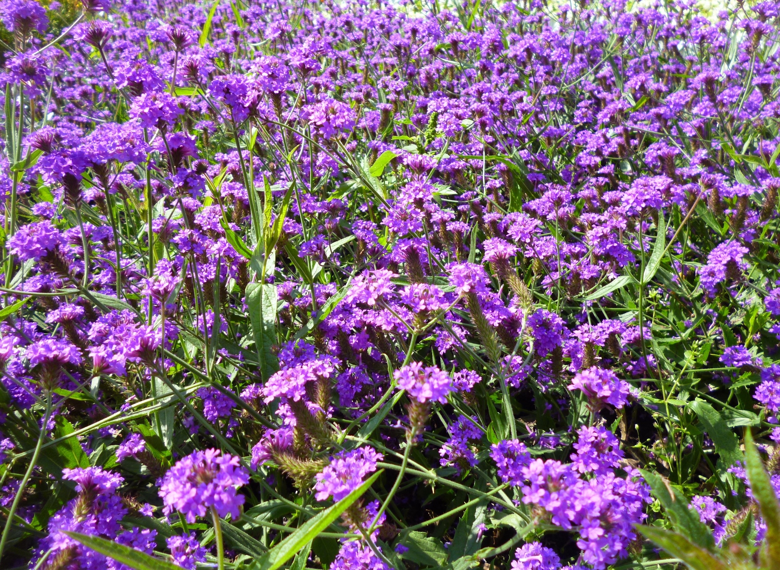 purple cluster flower