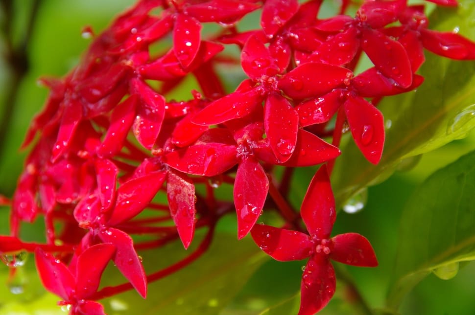 shallow focus photography of red santan flower preview