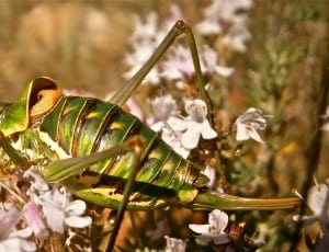 green mormon cricket thumbnail