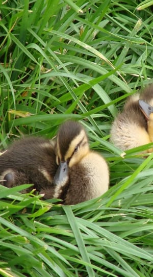 2 brown and beige ducks thumbnail
