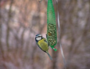 yellow breasted blue tit thumbnail
