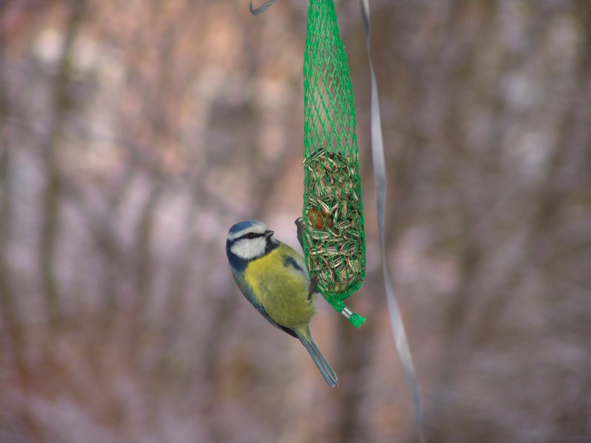 yellow breasted blue tit