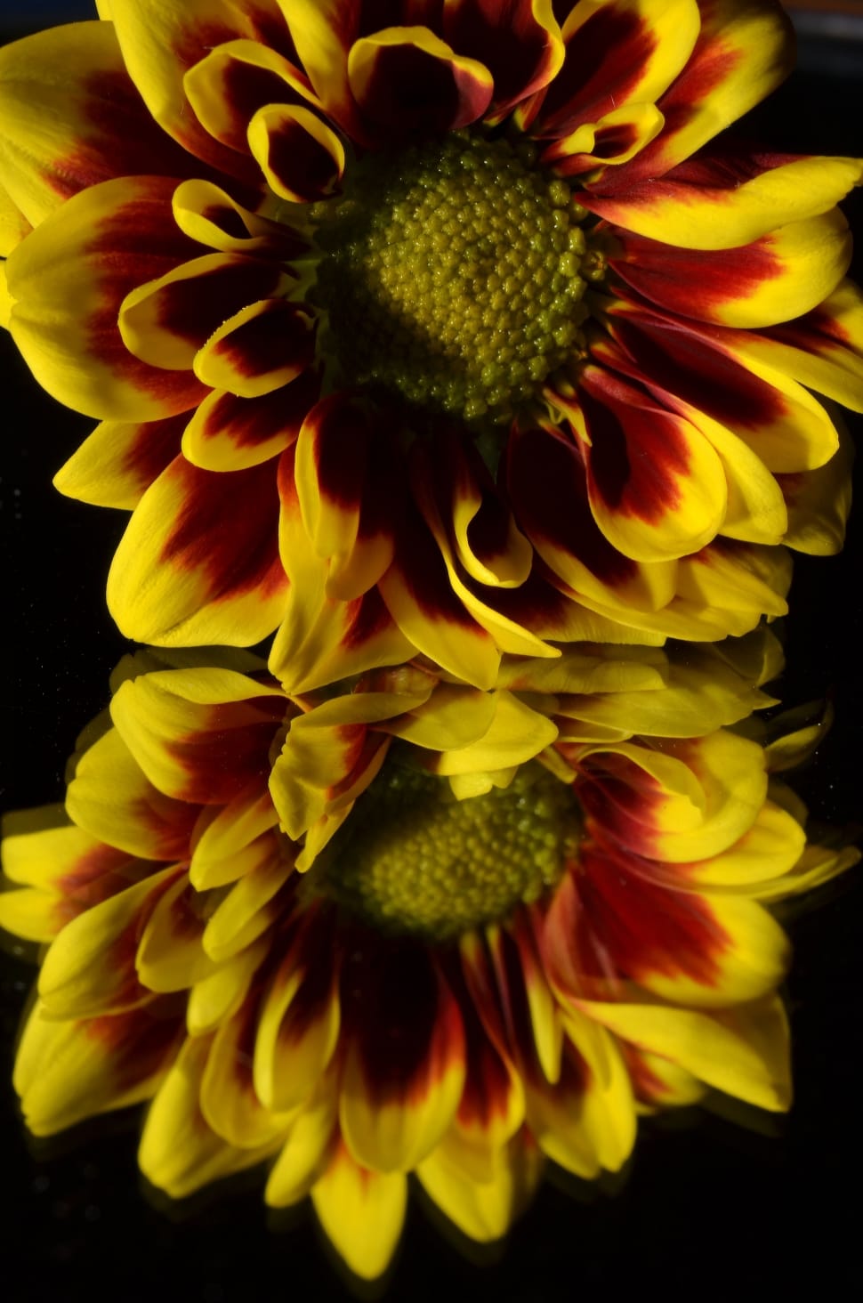 2 yellow and red petal flower preview