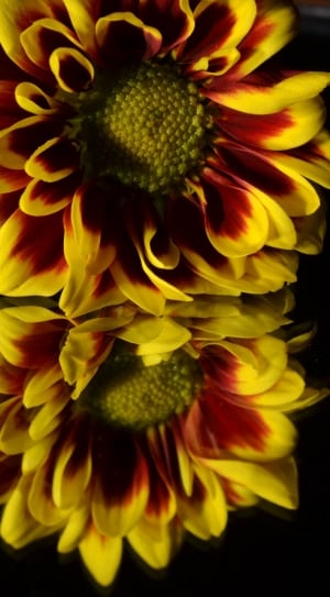 2 yellow and red petal flower thumbnail