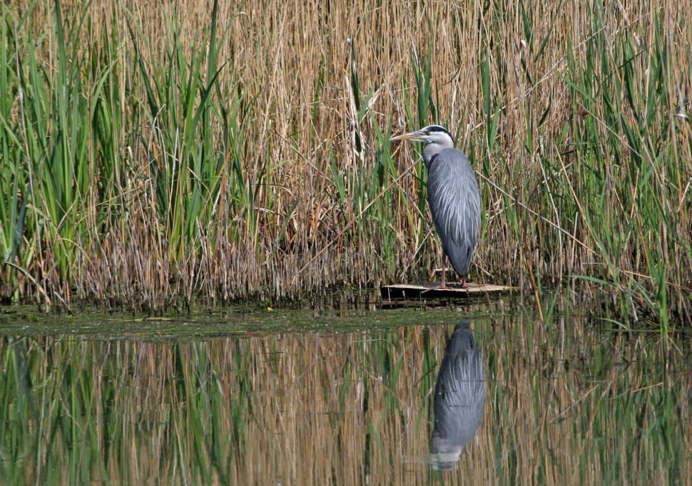 grey and white bird preview