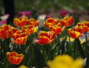 yellow and red flowers thumbnail